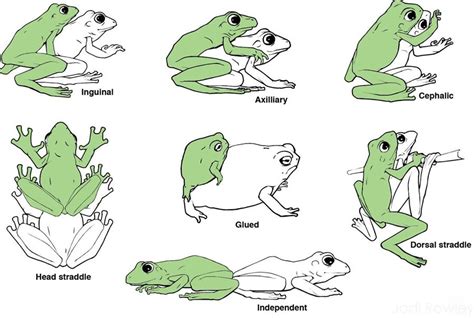 the frog sex position|How to do the leapfrog sex position for deep penetrative pleasure